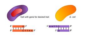 Horizontal gene transfer Transformation Transduction and ConjugationBio Beats [upl. by Coretta]