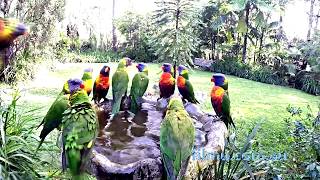 Australian Cheeky Lorikeets in Bath [upl. by Lenox]