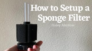 How to Setup a Sponge Filter  Haley Martine [upl. by Paris230]