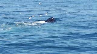 A humpback whale comes up through a bubble net head first [upl. by Tterrag]