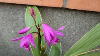 Bletilla striata  orchidej vzpřímená dnes na zahradě Václav Kovalčík květen 2024 Zlín [upl. by Anne-Corinne693]