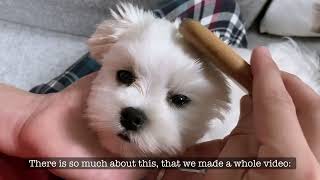 MALTESE DOG FACTS ALL YOU NEED TO KNOW [upl. by Remled]