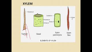 class 9 complex permanent tissues [upl. by Petronella]