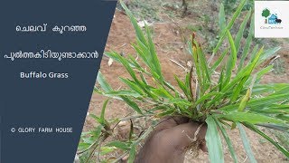 ചെലവ് കുറഞ്ഞ പുല്‍ത്തകിടിയുണ്ടാക്കാന്‍ Buffalo Grass [upl. by Meibers]