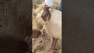 blue tongue vaccination youtubeshorts viralvideo bluetongue vaccination [upl. by Delilah]