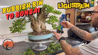 Privet Bonsai From The Trash 2024 [upl. by Ahtiek]