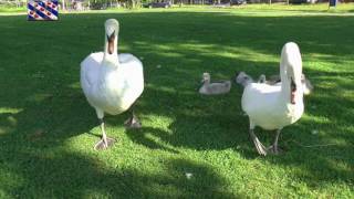 Boze zwanen in stadspark Leeuwarden [upl. by Mort]