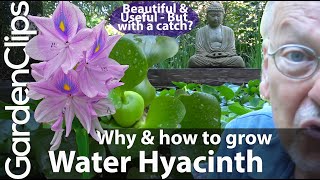 Water Hyacinth  Reasons Why and Why Not to Grow Water Hyacinth  Eichhornia crassipes [upl. by Anwahsit538]