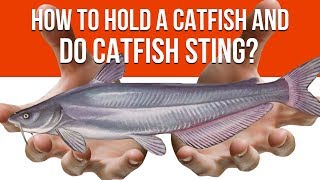 How To Hold A Catfish and Do Catfish quotStingquot [upl. by Mongeau]