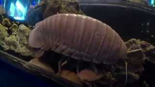 Deep sea Isopod Bathynomus doerderleinii 2 [upl. by Nnadroj]