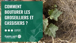 TUTO Comment bouturer les groseilliers et cassissiers  – Jardinerie Gamm vert [upl. by Anewor632]