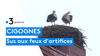 Les cigognes de Sarralbe naiment pas les feux dartifice [upl. by Oht]