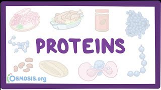 Proteins [upl. by Kcerb]