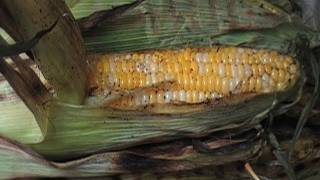 How to Make Grilled Corn w Spiced Butter [upl. by Stanleigh]