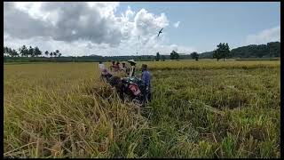 Hanpangan Babinsa Panen Padi [upl. by Ylrae]