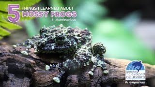 5 Things I Learned About Vietnamese Mossy Frogs CLEAquarium [upl. by Tsyhtema807]