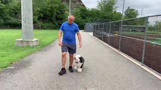 Rosa’s K9 Training Mini Sheepadoodle Advance Obedience [upl. by Sheri]