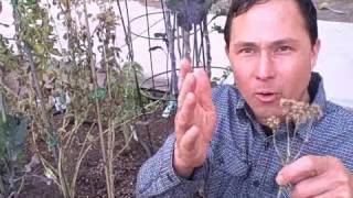 How to Harvest and Save Stevia Rebaudiana Seeds aka Sweet Leaf Herb [upl. by Adamsen]