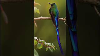 humming Bird  amazing sound shorts birds nature mother song [upl. by Iman]