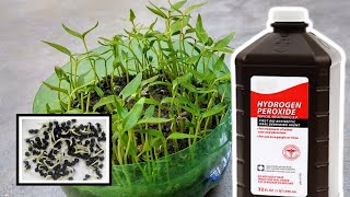 Hydrogen Peroxide and Perlite For Plants Germination Benefits [upl. by Duer]