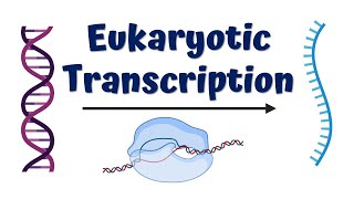 Prokaryotic Translation  Elongation and Termination [upl. by Ardnaz]