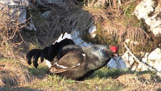 RUŠEVEC MAJ Tetrao tetrix Triglavski narodni park [upl. by Colene]