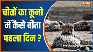 Cheetah Is Back India चीतों के फर्स्ट होम कूनो से Exclusive Report  Kuno National Park [upl. by Meggs]