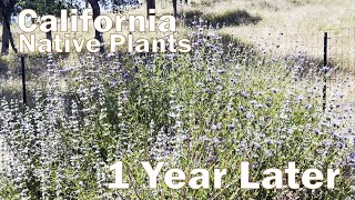 California Native Plants Before amp After 1 Year Update [upl. by Yhtac820]