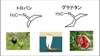 【薬の化学構造名の由来を知ろう！：医薬品化学名語源事典mini】（２７）トロパンとグラナタン [upl. by Yatnahs]