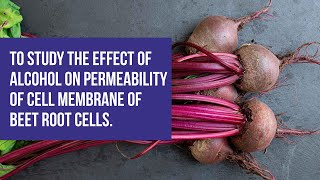 To study the effect of alcohol on permeability of cell membrane of beet root cells [upl. by Flemings202]