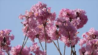 Tabebuia rosea blooms in Delhi  delicate pink flowering tree makes spring a joy in north India [upl. by Assirolc783]