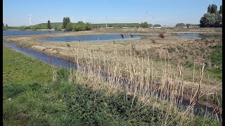 De Kuifeend natuurgebied Antwerpen vogelkijkhut Natuurpunt [upl. by Hourigan]