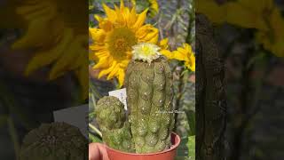 Copiapoa hypogaea lizard skin cactus plant flowering for the first time  sept 2023 [upl. by Suitangi673]