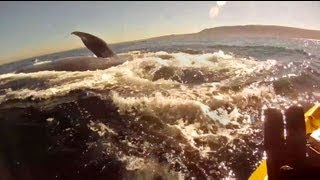 Kayaking with Redondo Beach Blue Whales with underwater footage and Lunge feeding GoPro [upl. by Attesor]