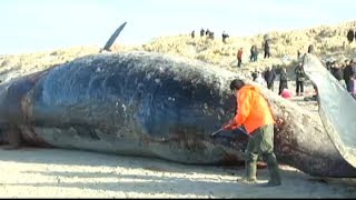 Whale explodes in mans face  February 2014 [upl. by Garibull]