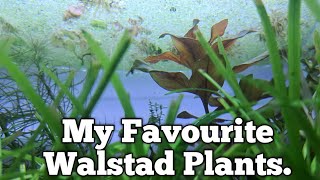 My Recommended Walstad Plants walstad aquarium fishkeeping [upl. by Dhaf783]