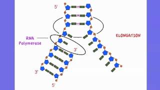 352 Outline DNA Transcription [upl. by Gregrory]