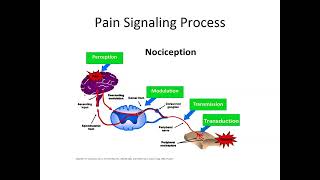 All about Myofascial Pain and Fibromyalgia Syndrome by Dr Asma Abdus Salam and Dr Huma Saleem [upl. by Nnaxor]