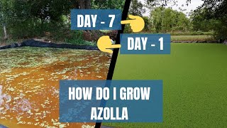 How do I grow azolla  Gowing azolla step by step  KRP farm [upl. by Jean]