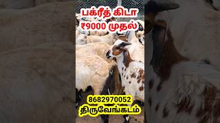 ₹9000 முதல் பக்ரீத் கிடா  4  6  2024  8682970052  திருவேங்கடம்  உயிர் எடை ₹470  8 மாத குட்டி [upl. by Hibbitts451]