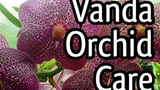 Vanda Orchid Care Tips  My Vanda X in full bloom  Everyone loves a Purple Orchid [upl. by Gadmon]