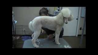 Grooming the Standard Poodle 3 trims [upl. by Nonnah]