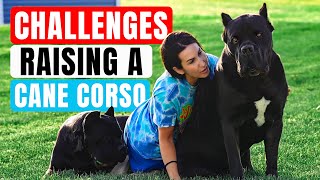 Challenges Raising a Cane Corso with Jason amp Kara Corey [upl. by Drugi]