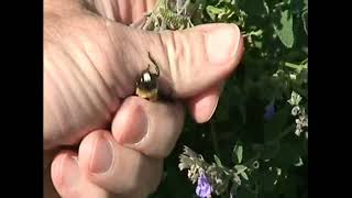 Male carpenter bee captured [upl. by Finn419]