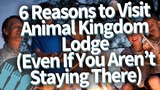 6 Reasons to Visit Animal Kingdom Lodge [upl. by Udale825]