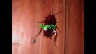 Trailer Park Roaches PSA [upl. by Tolliver]