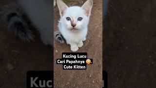 kucing lucu meongmeong cari papahnya shorts kucing kucinglucu catlover hewan [upl. by Topliffe]