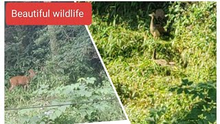 Beautiful Muntjac 🦌 amp Peacocks 🦚 in my Backyard 🥰💕 [upl. by Emylee]