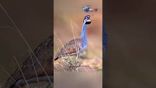 Whitebellied bustard Bird wildlife pets animals bird [upl. by Soinotna]