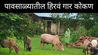 पावसाळ्यातील हिरवं गार कोकण कोकणVillage LifeMalvani [upl. by Gilliam]